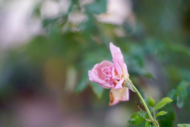 CANON LENS FD 50MM.F1.4 SIVER NOSE FD MOUNT