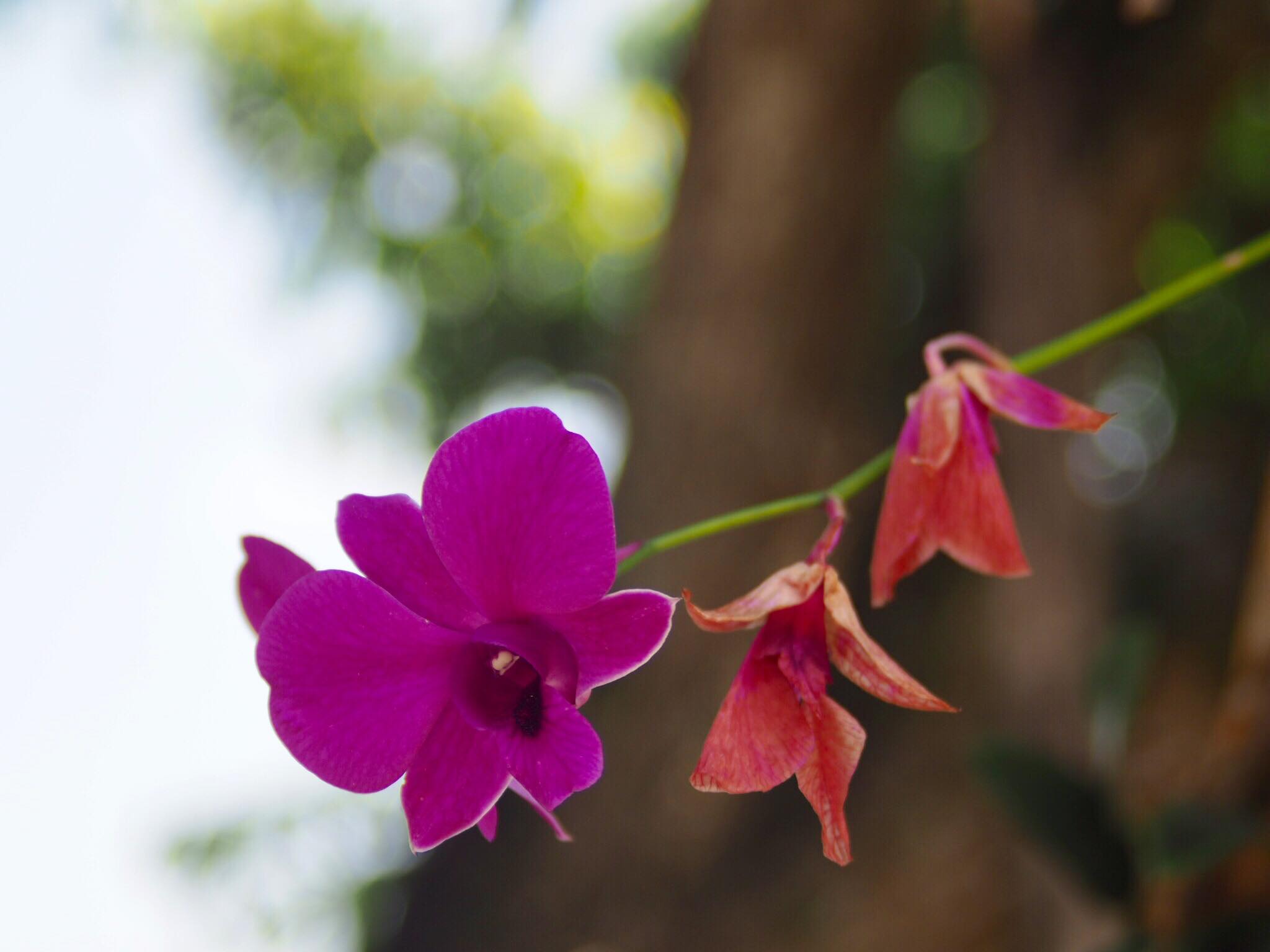 NIKON ZOOM-NIKKOR 35-70MM.F3.5-4.8 AIS MOUNT