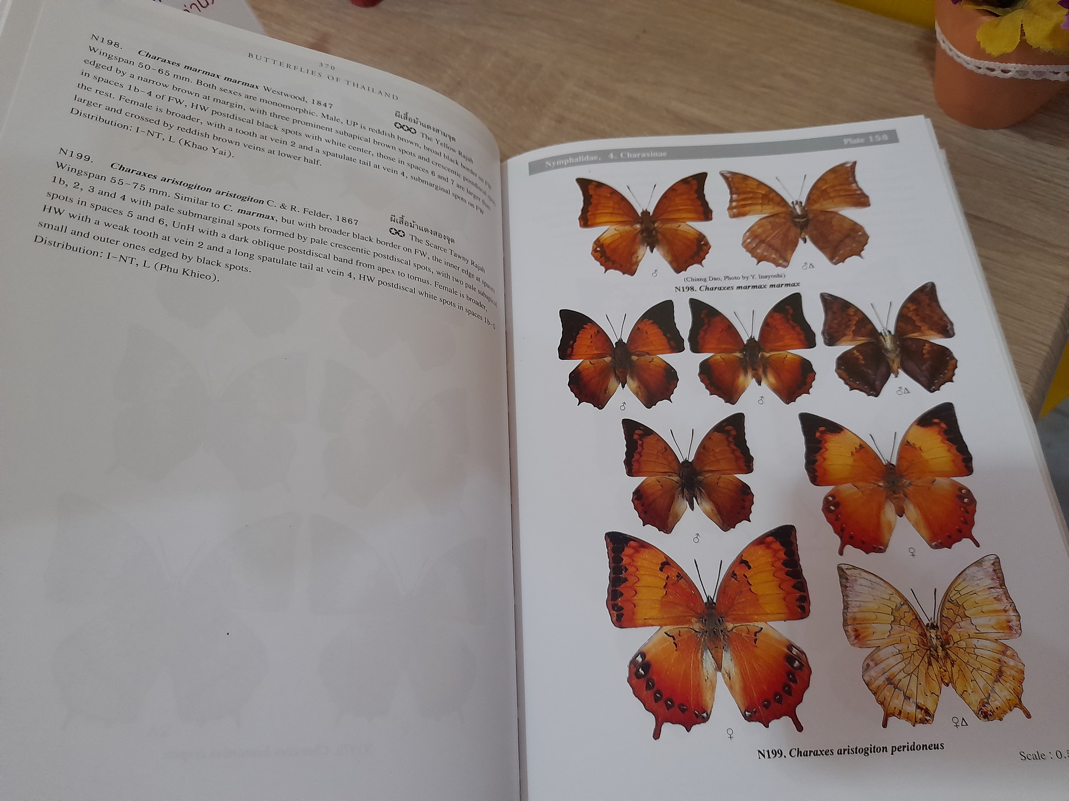 Butterflies of Thailand / Pisuth Ek-Amnuay