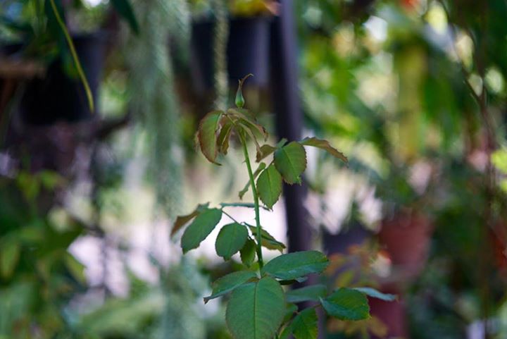 KONICA HEXANON 45MM.F1.8 MODIFLY NEX MOUNT
