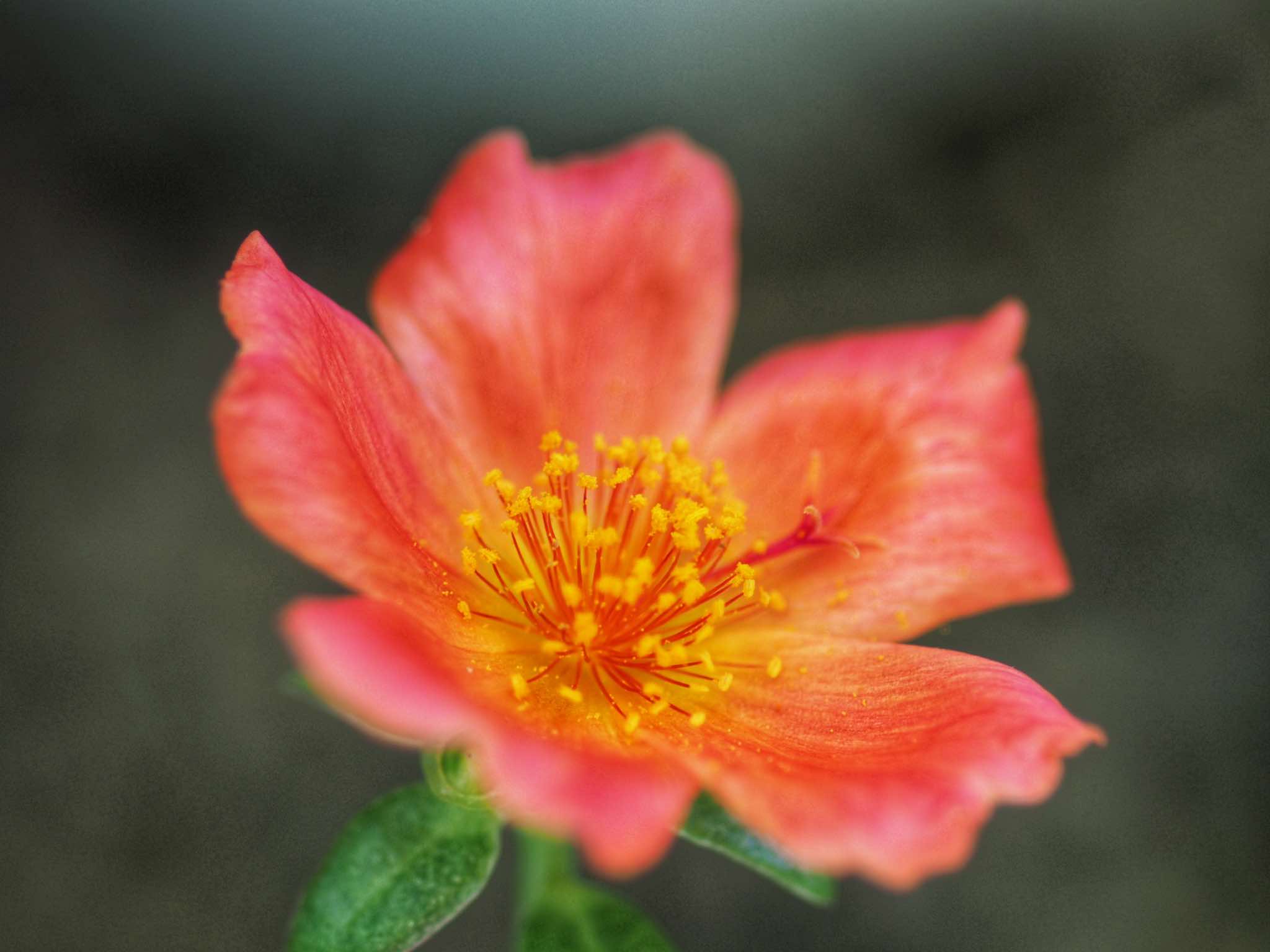NIKON MICRO-NIKKOR 105MM.F2.8 AIS MOUNT
