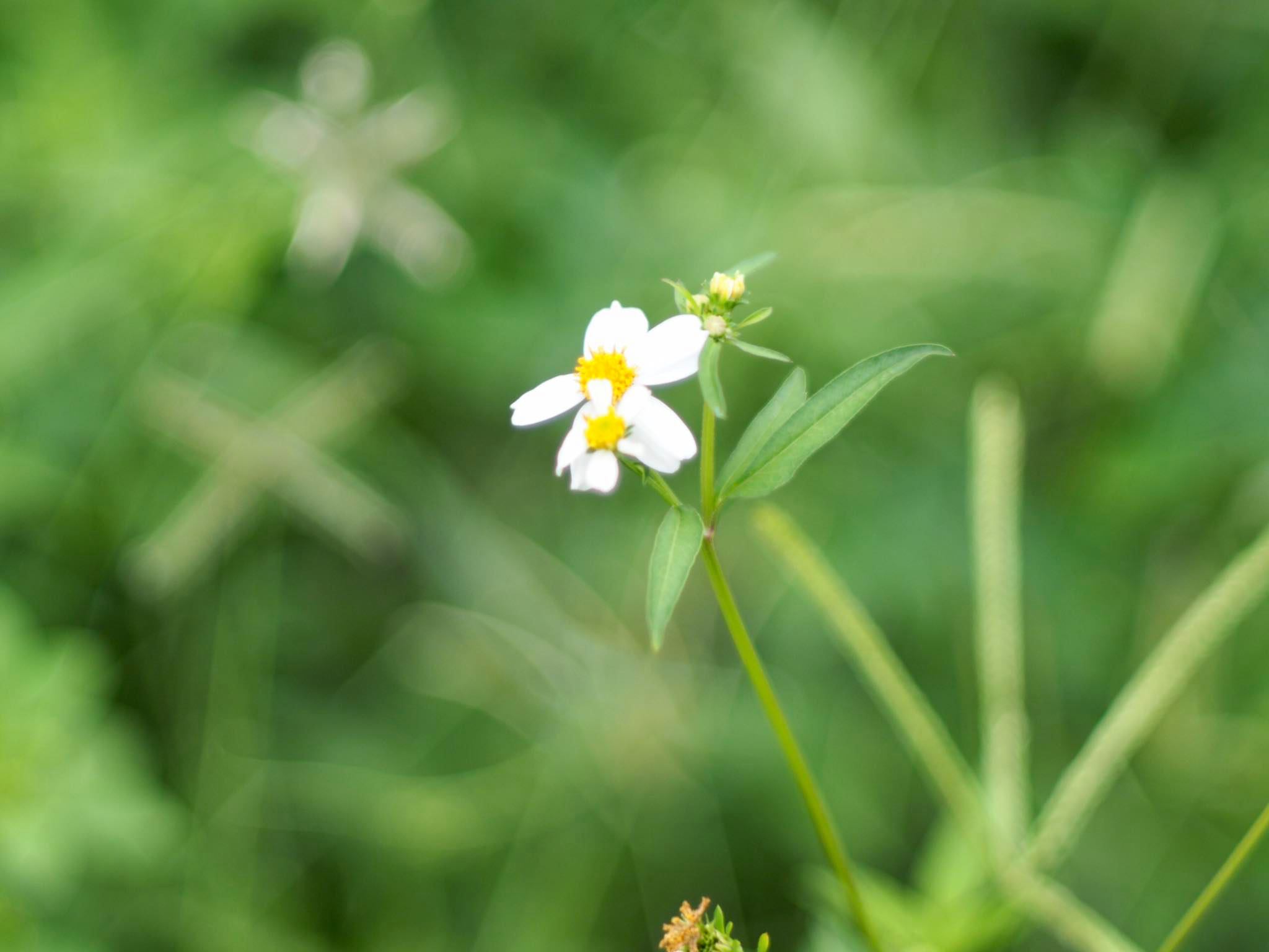 MINOLTA AUTO ROKKOR-PF 58MM.F1.4 MD MOUNT