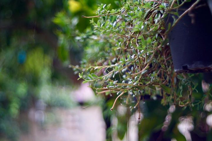 KONICA HEXANON AR 50MM.F1.7 AR MOUNT