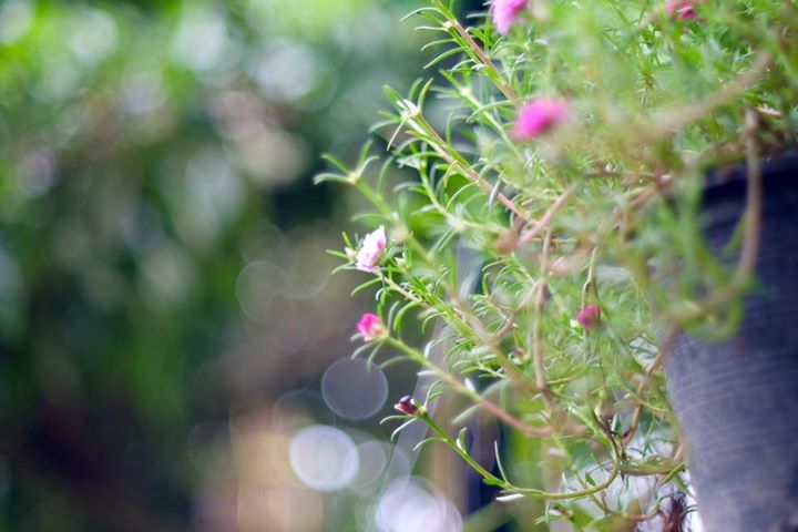 NIKON NIKKOR 50MM.F1.4 NON Ai MOUNT