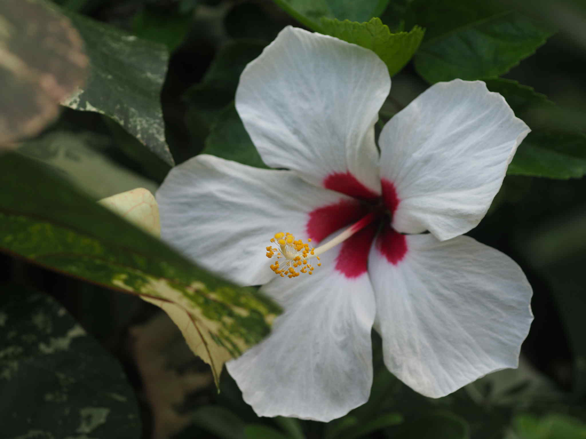 SMC PENTAX-M MACRO 50mm.f4 PK MOUNT