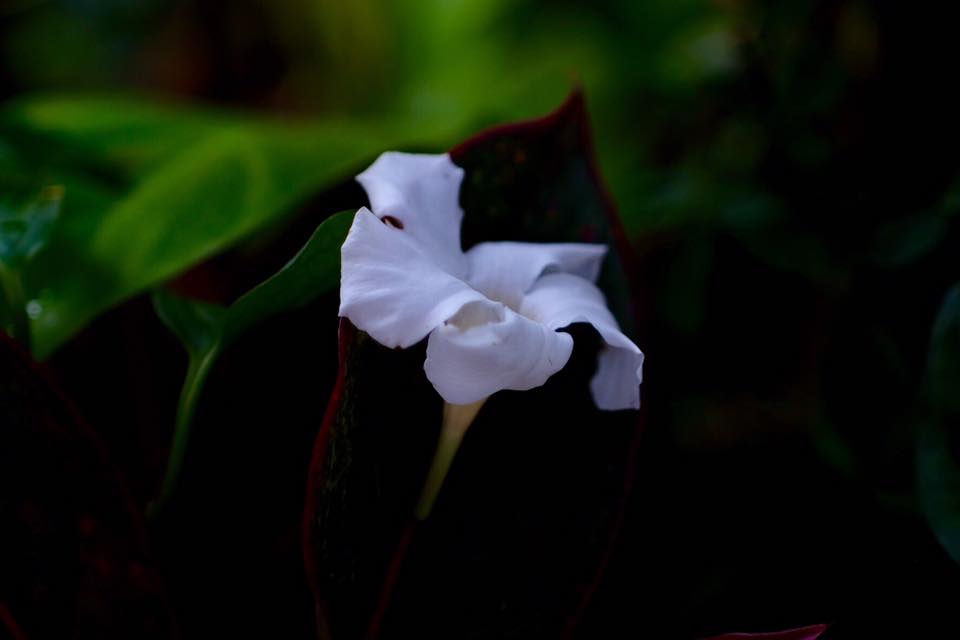 SUPER-TAKUMAR 55MM. F1.8 M42 MOUNT