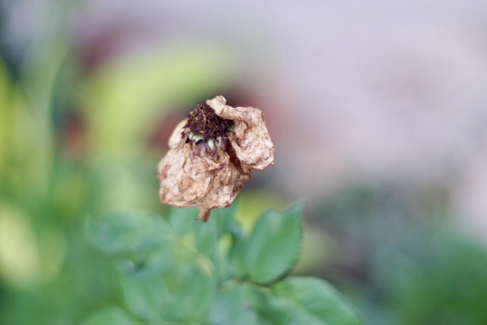 SUPER TAKUMAR 55MM. F1.8 M42 MOUNT