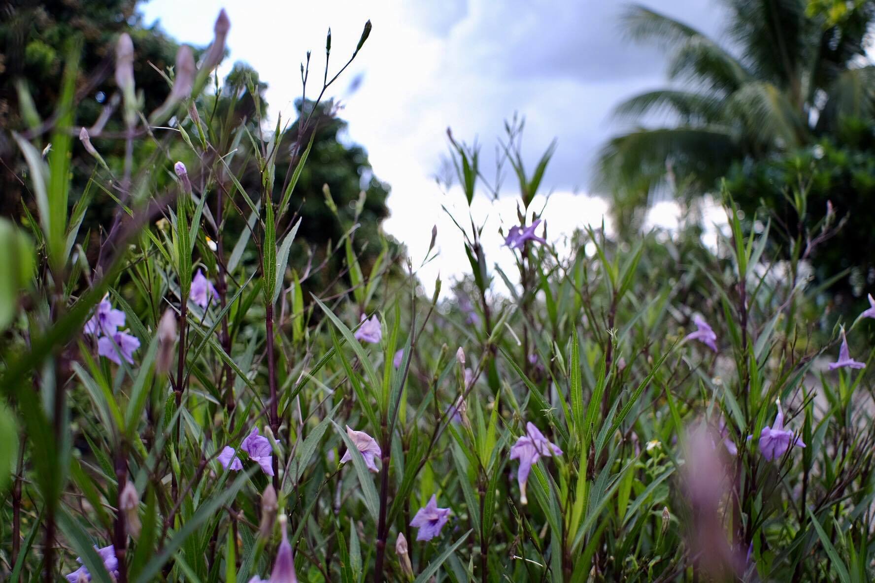 SUPER-MULTI-COATED TAKUMAR 28MM.F3.5
