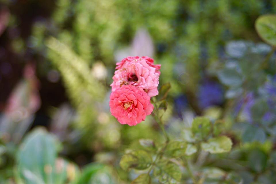 SIGMA ZOOM E 28-70MM. F3.5-4.5 MC SONY A MOUNT