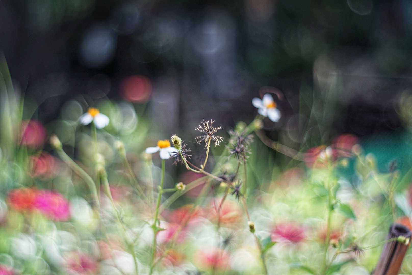 PENTACON AUTO 50MM.F1.8 MULTI COATING M42 MOUNT