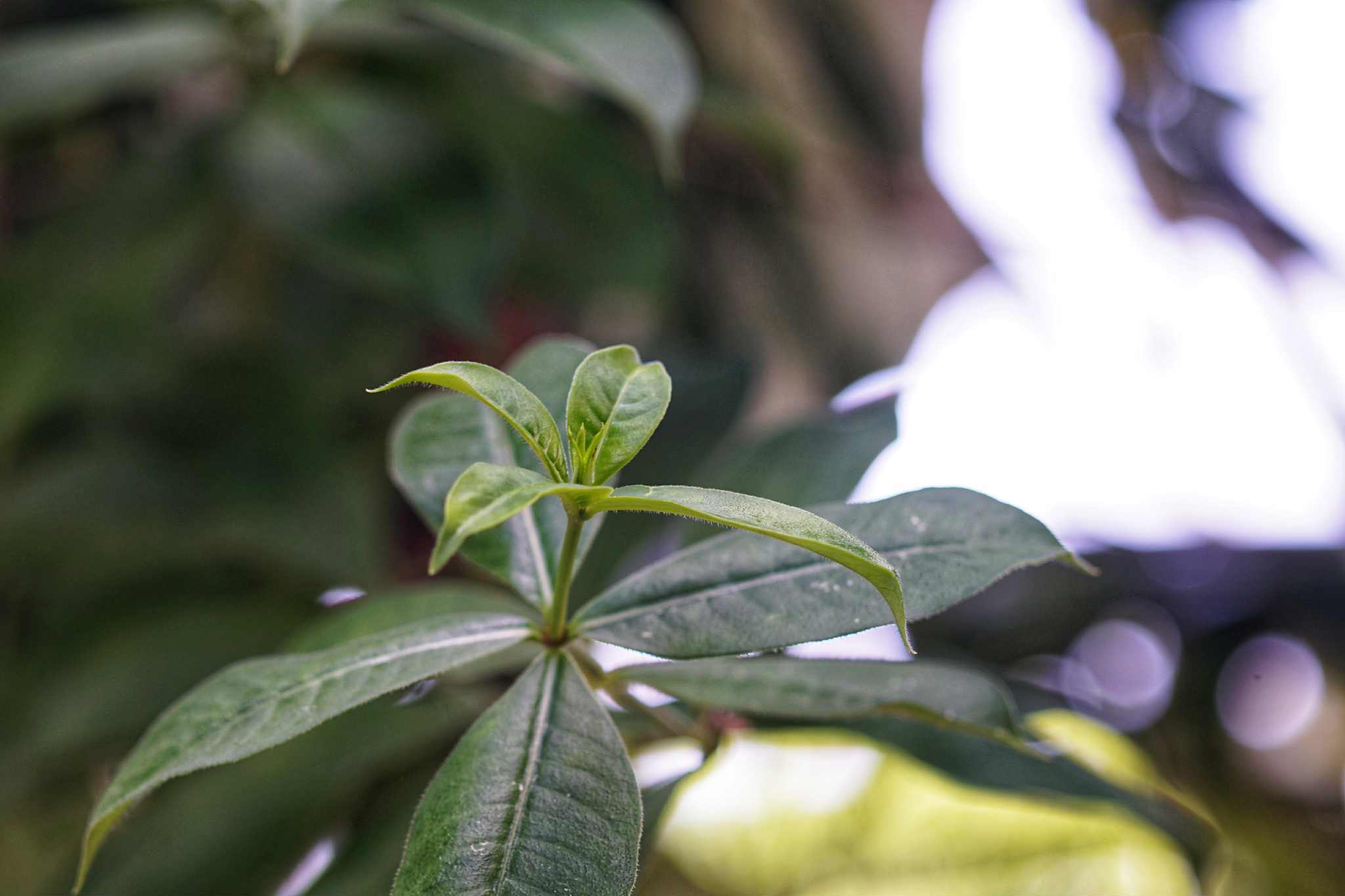 ERNST LEITZ GMBH WETZLAR ELMAR 90MM.F4 LEICA M MOUNT