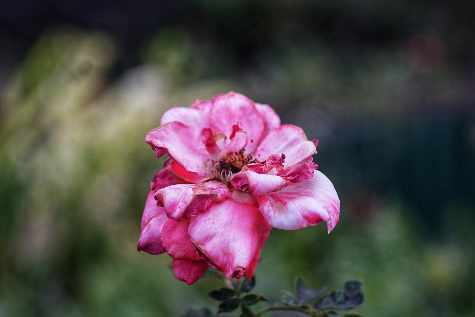 OLYMPUS OM-SYSTEM ZUIKO MC AUTO-MACRO 50MM.F3.5