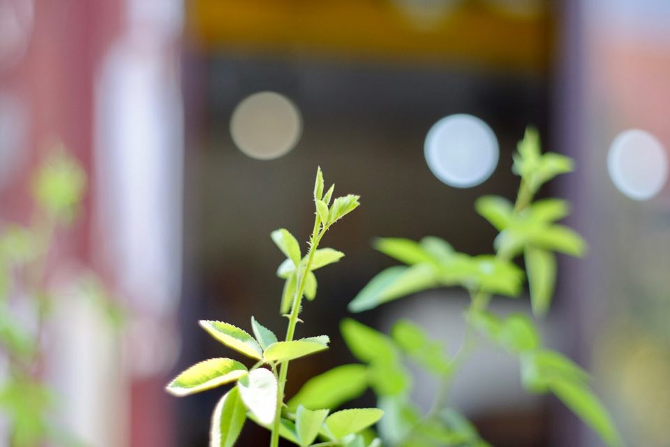 SUPER TAKUMAR 55MM.F2 M42 MOUNT