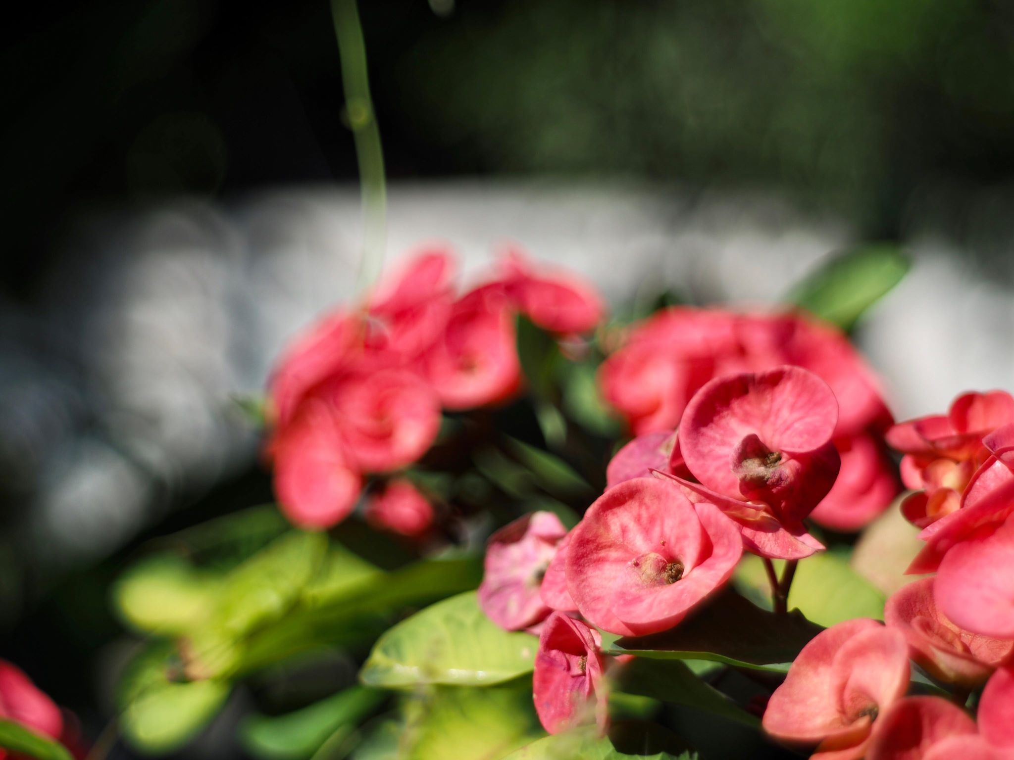PENTACON AUTO 50MM.F1.8 MULTI COATING M42 MOUNT