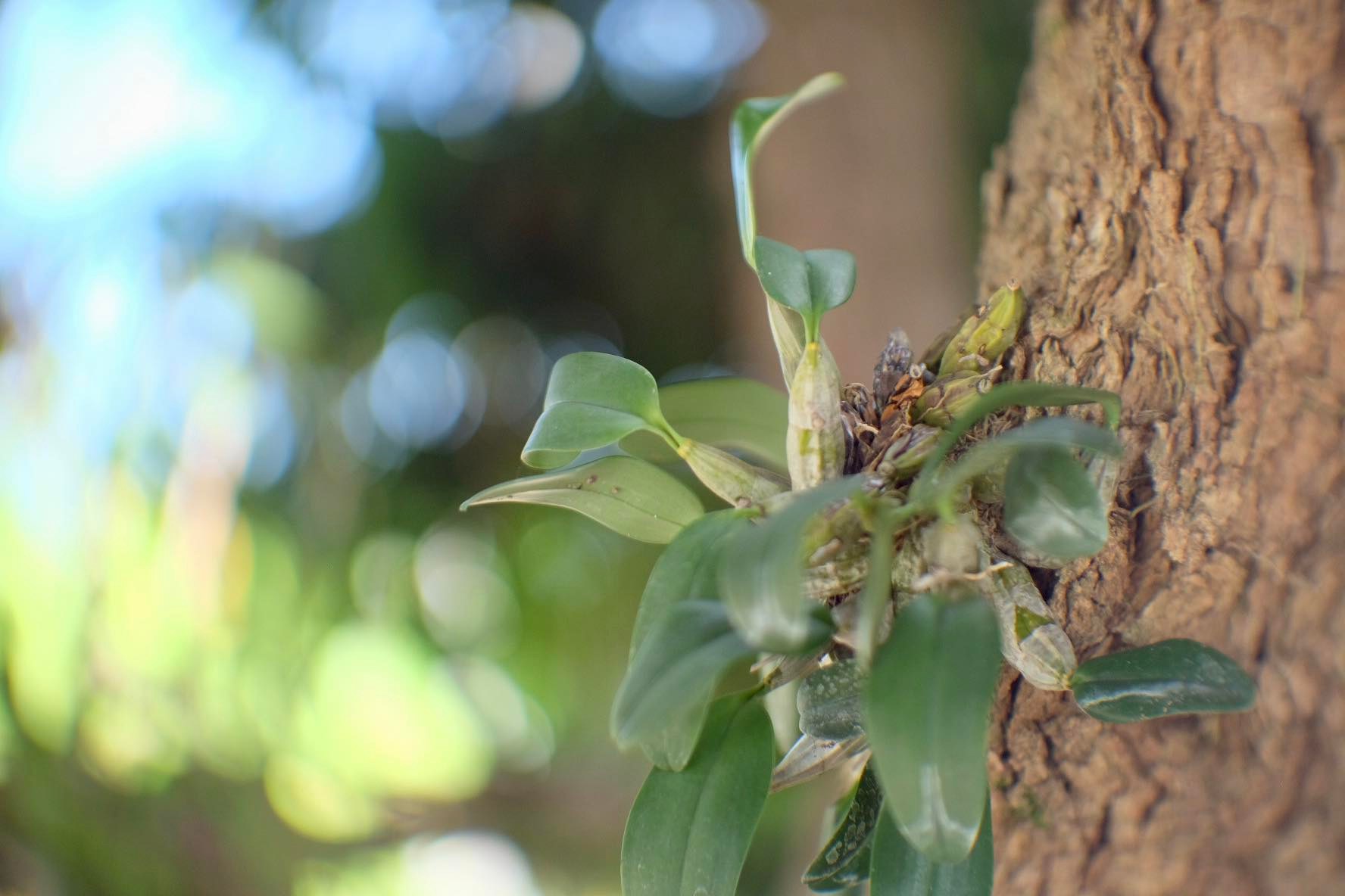 16KP-50MM.F1.2 FOR FUJIFILM FX MOUNT