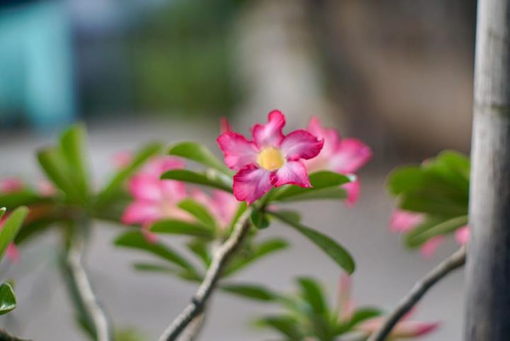 SMC PENTAX 50MM.F1.4 PK MOUNT