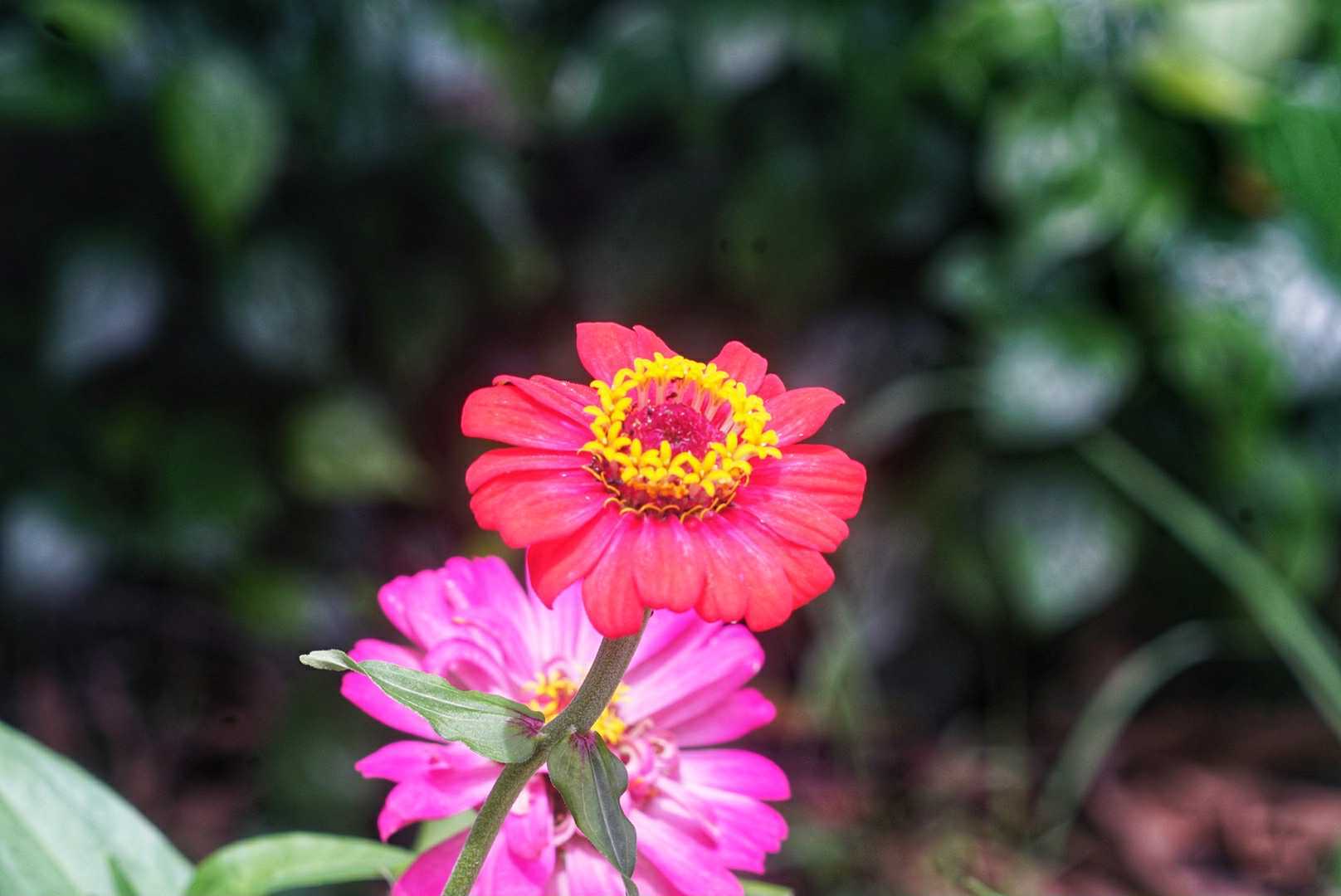 ERNST LEITZ GMBH WETZLAR ELMAR 90MM.F4