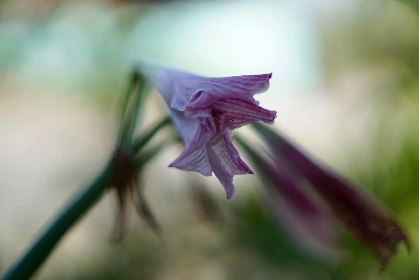 CANON LENS FD 50MM.F1.4 SIVER NOSE