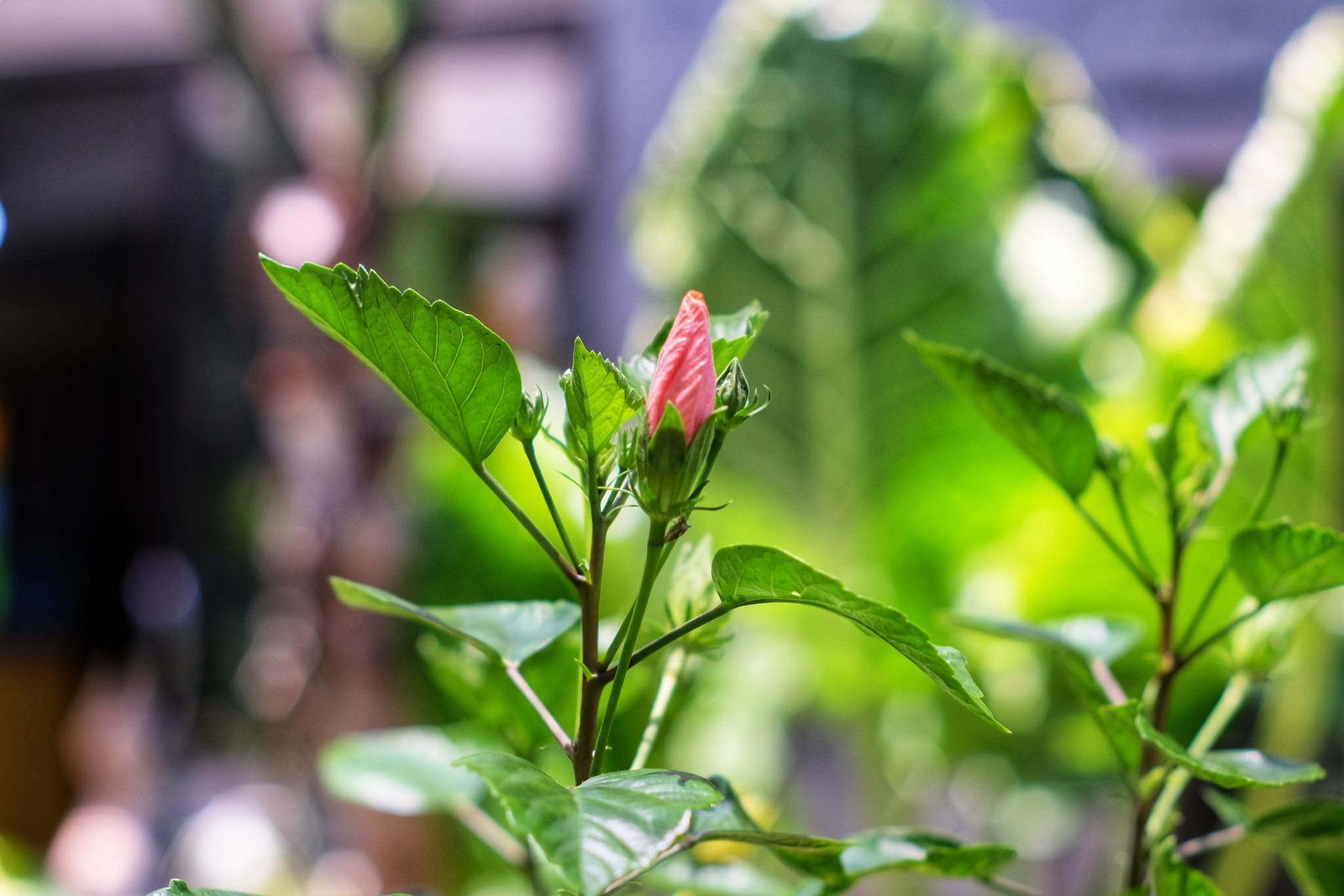 SUPER TAKUMAR 55MM.F1.8 M42 MOUNT