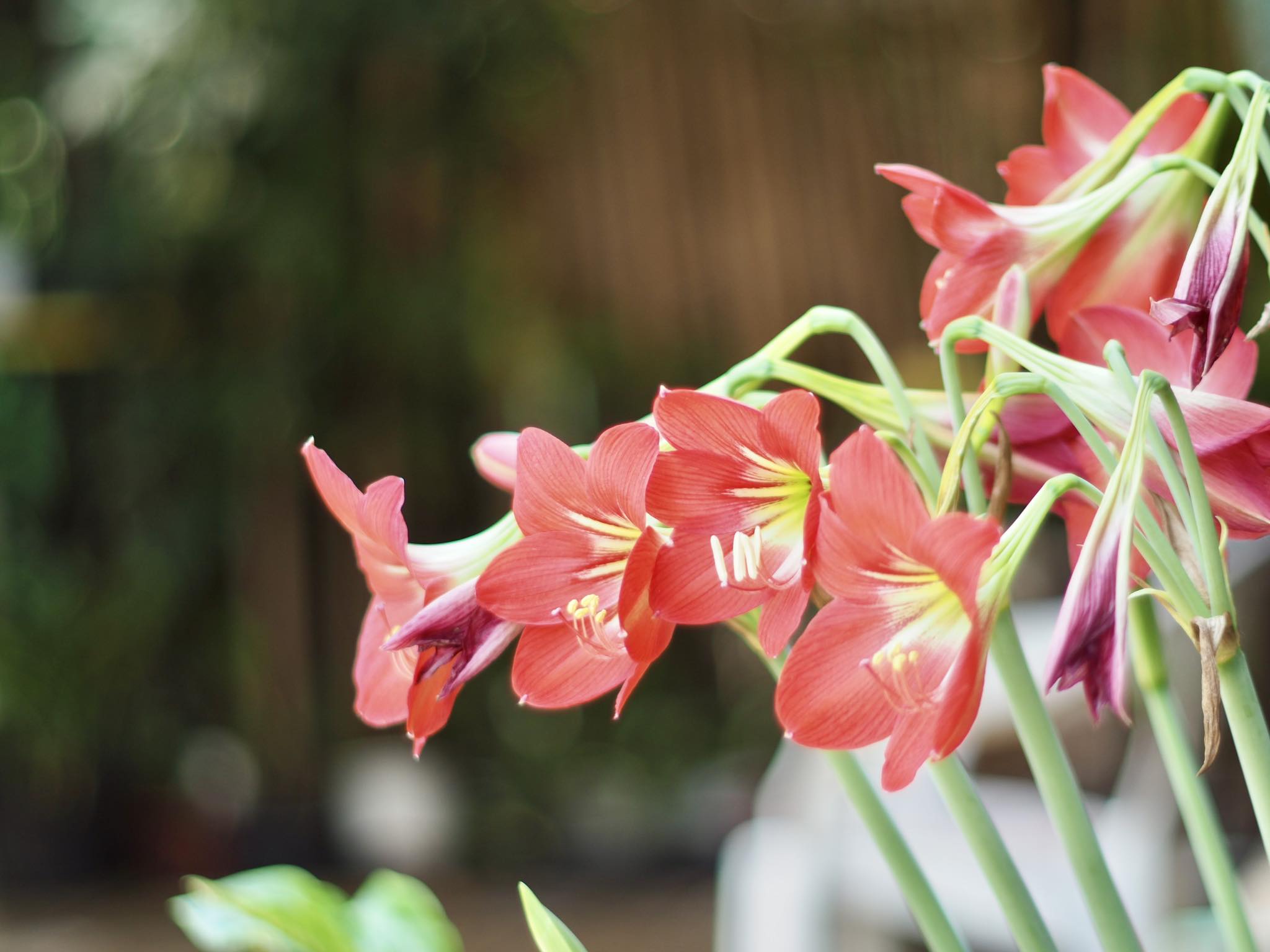 MINOLTA MD 50MM.F1.4 MD MOUNT