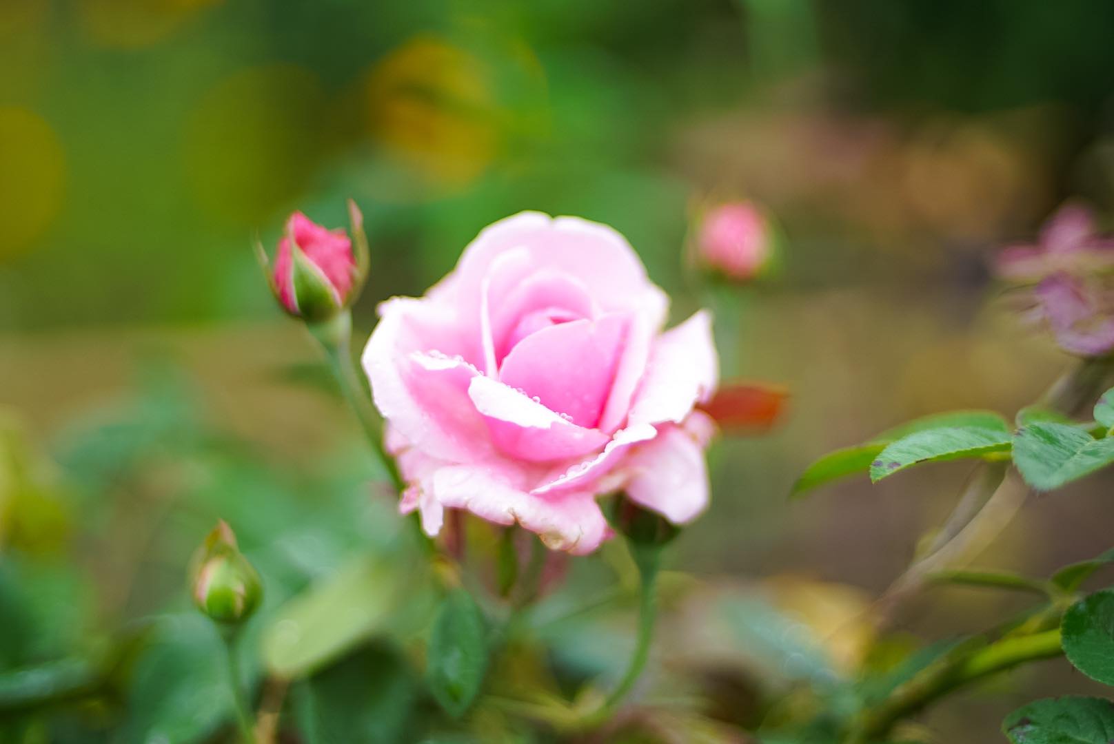NIKON AF NIKKOR 50MM.F1.4D AIS MOUNT(NO.4)