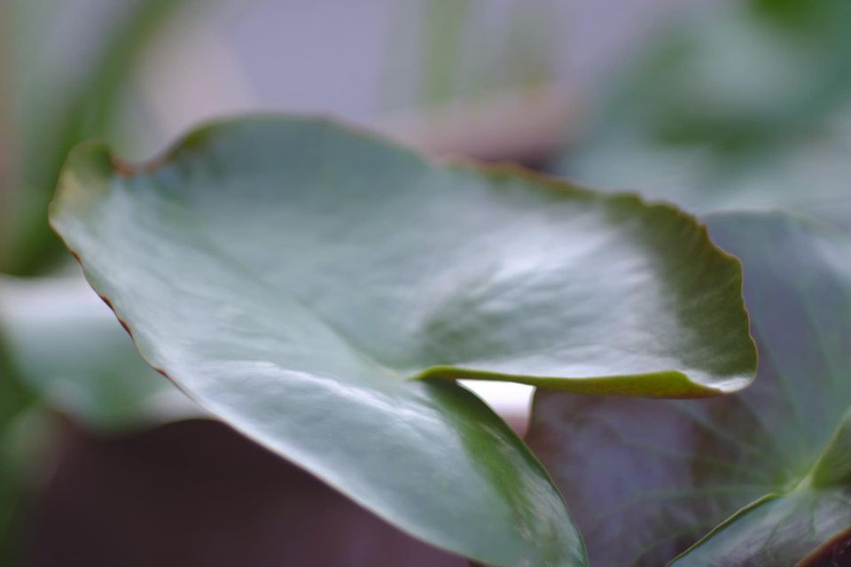 ANASTIGMAT ALDIS 100MM.F2.9 MODIFIED M42 MOUNT