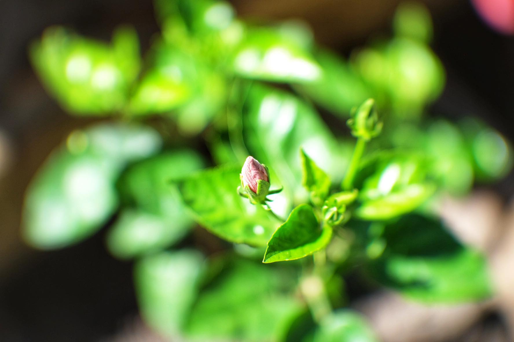 16KP-50MM.F1.2 MODIFLY FUJI FX MOUNT