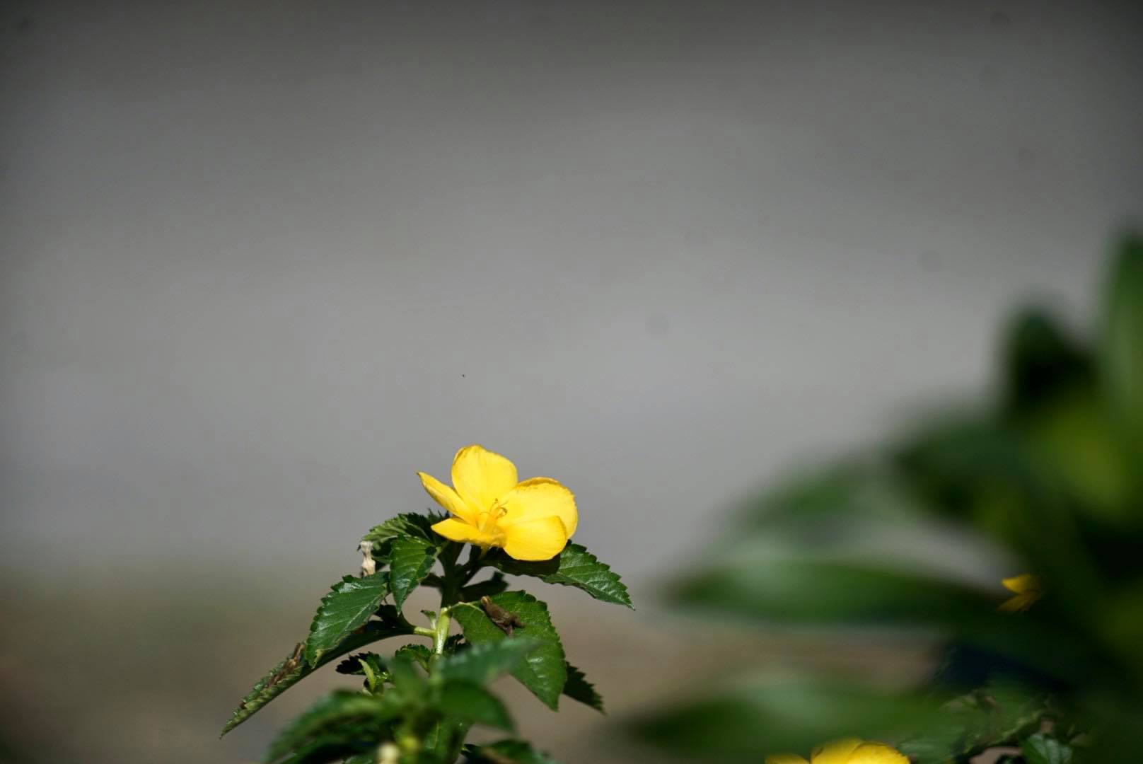 KONICA HEXANON 135MM. F3.5 AR MOUNT