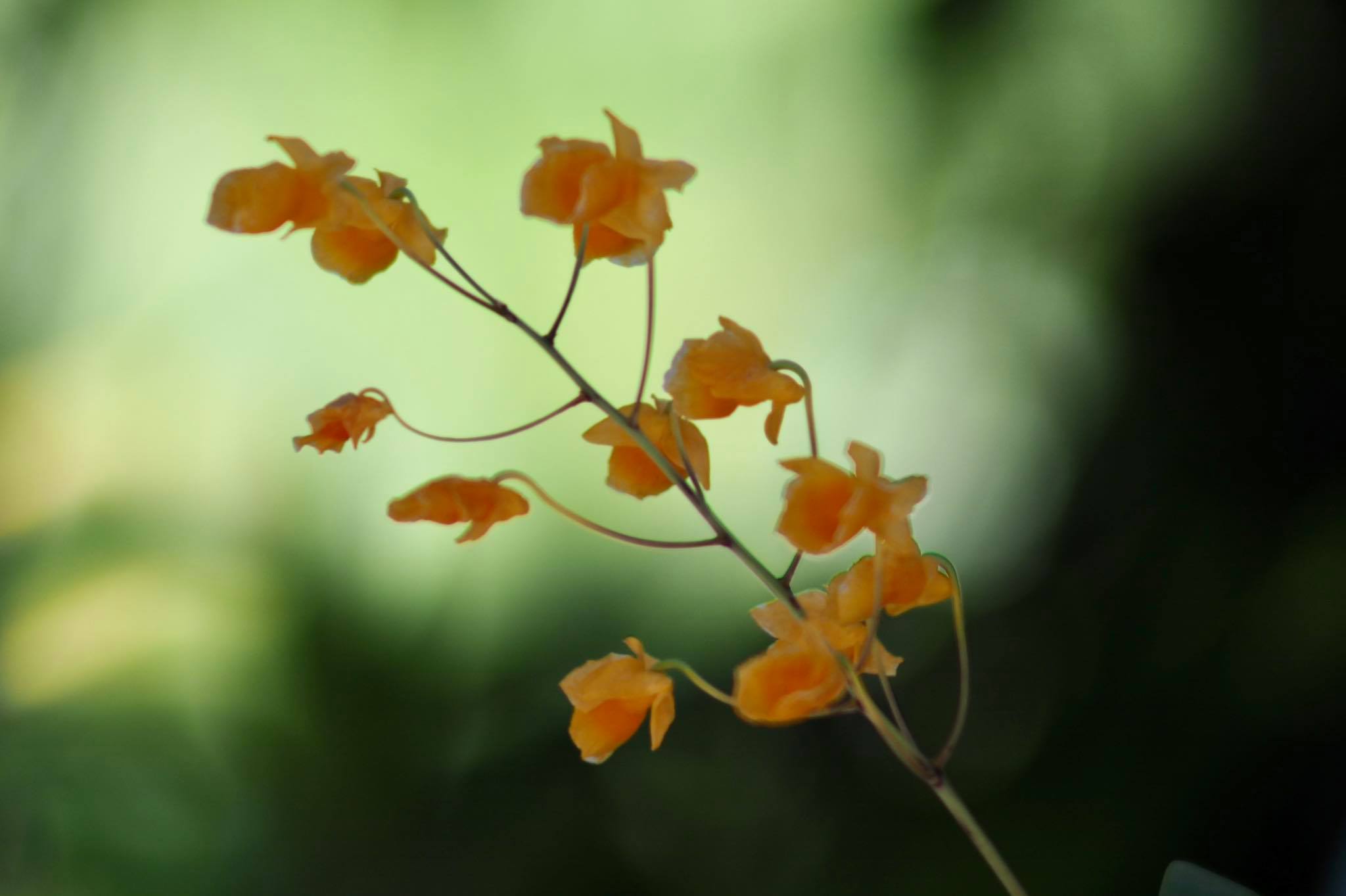 MINOLTA MC TELE ROKKOR-QF200 MM.F3.5 MD MOUNT