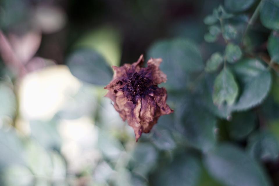 Auto Takumar 55mm. F1.8 M42 mount