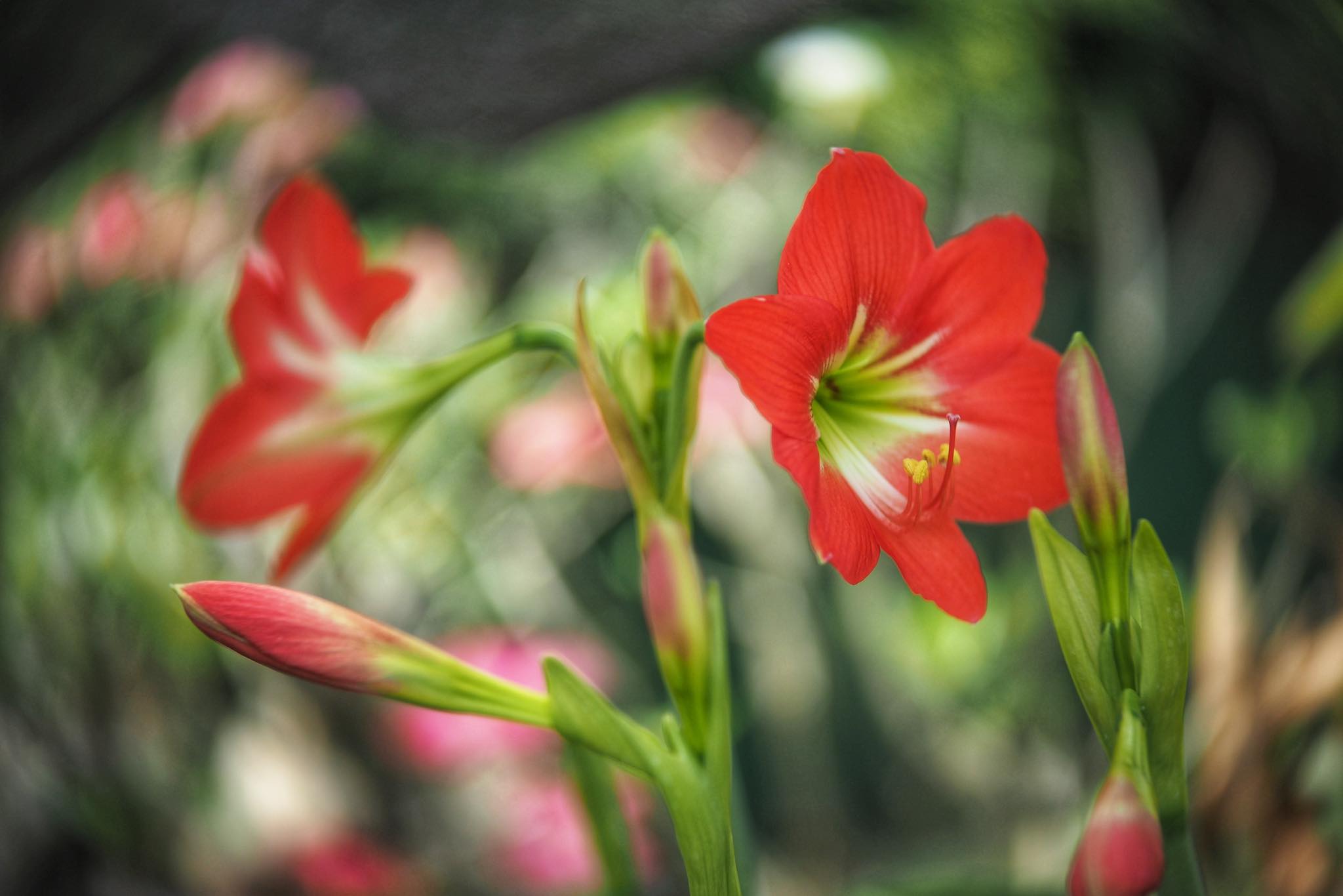 KINO-SANKYO 38MM.F1.4 MODIFIED M4/3 MOUNT