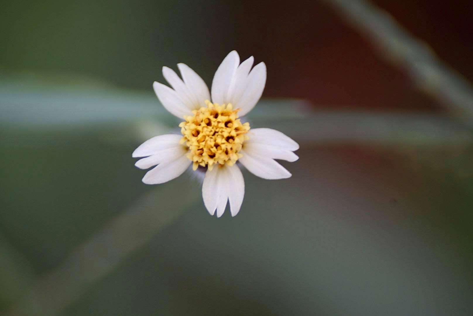 SIGMA 70-300 F4-5.6 DL MACRO PK MOUNT