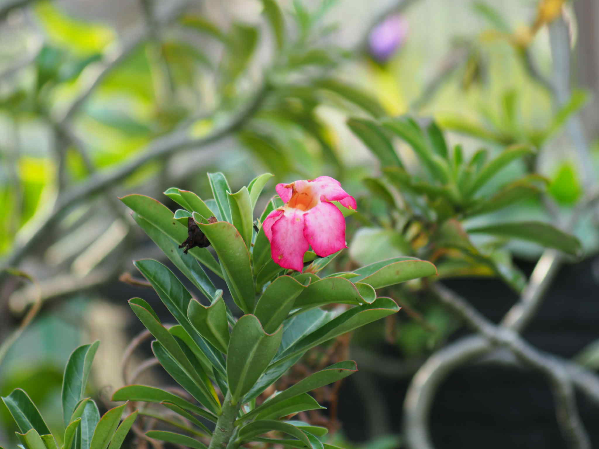 CANON ZOOM LENS FD 70-150MM.F4.5 FD MOUNT