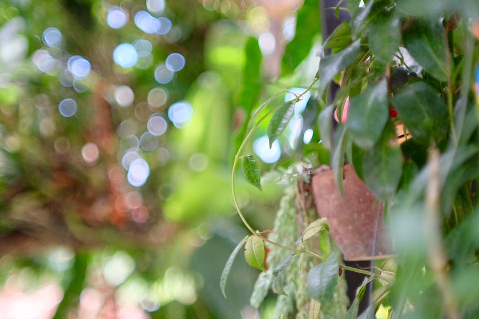 CANON LENS FL 50MM. F1.4 II FL MOUNT