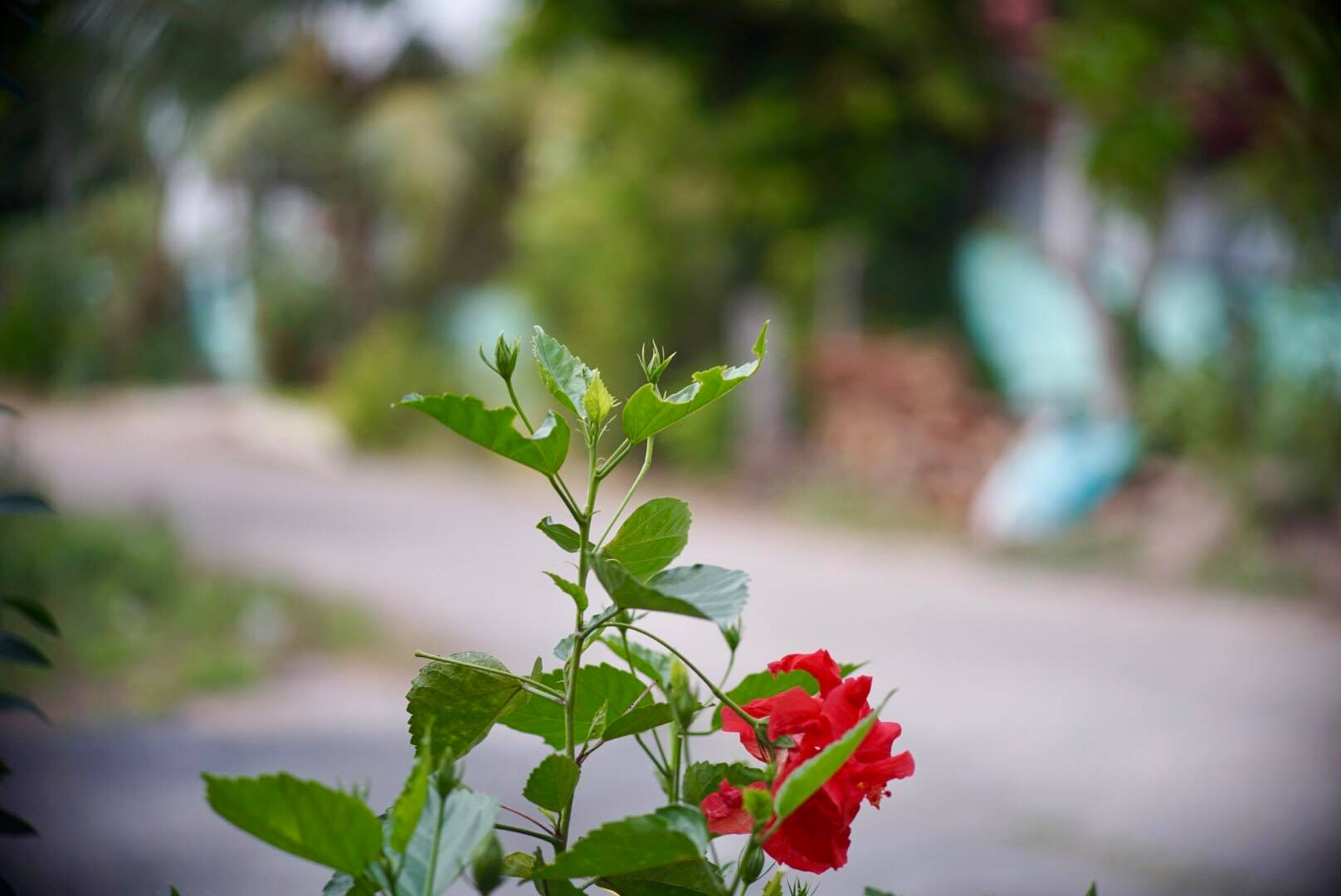 OLYMPUS E.ZUIKO Auto-T 100MM.F3.5 PEN F MOUNT