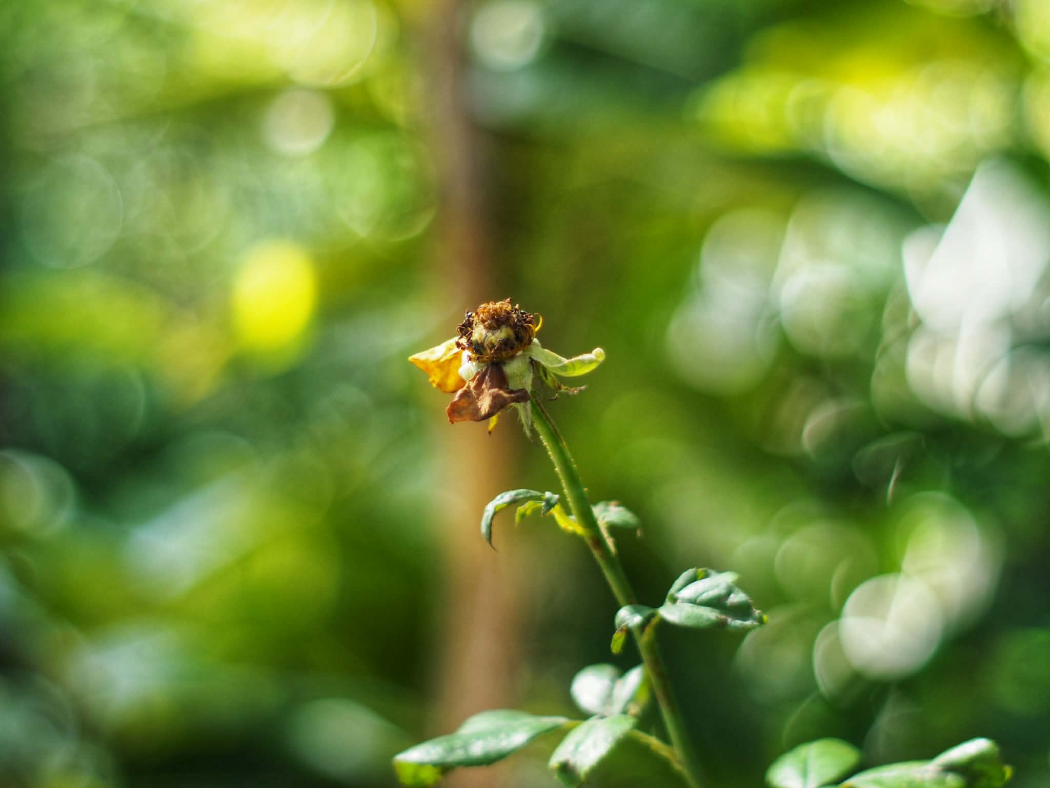 MINOLTA MD 50MM.F1.7 MD MOUNT