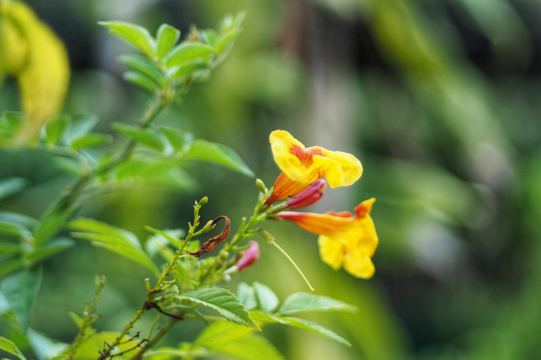 CANON LENS FD 50MM.F1.8 S.C FD MOUNT