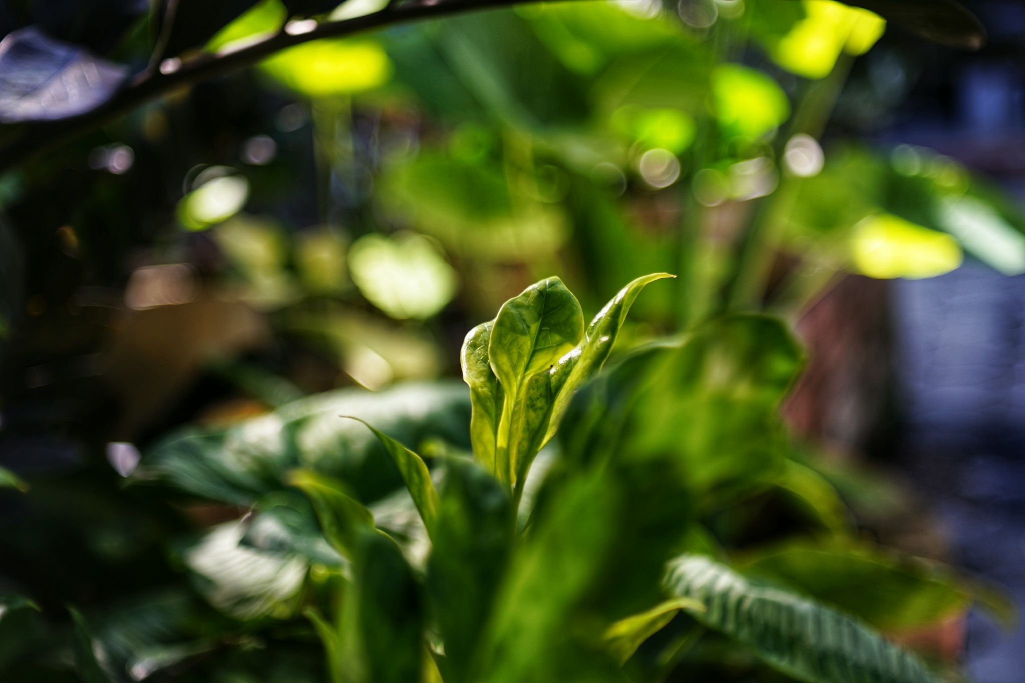 CARL ZEISS JENA DDR TESSAR 50MM.F2.8 M42 MOUNT