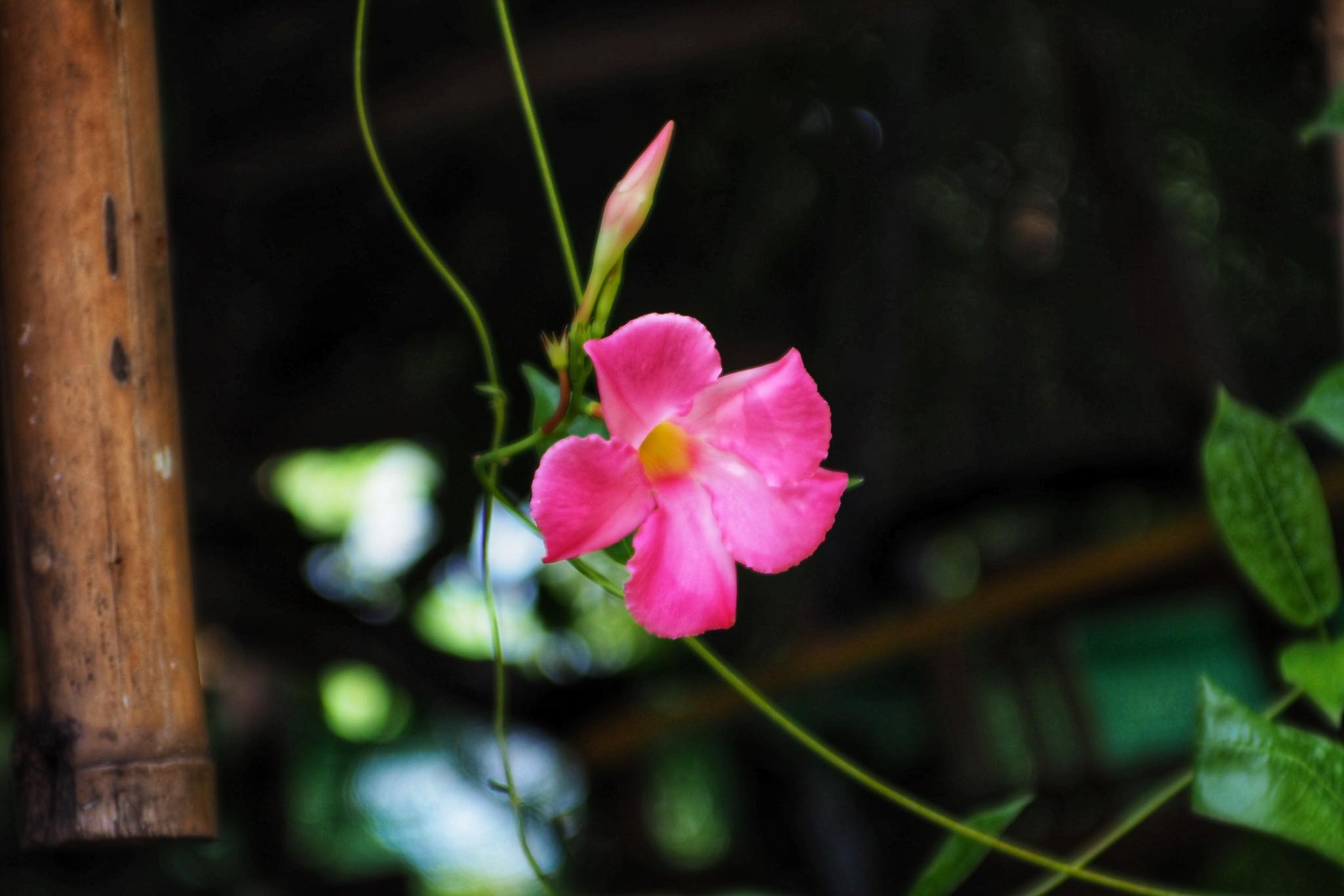MINOLTA MD ZOOM 28-85MM.F3.5-4.5 MACRO MD MOUNT