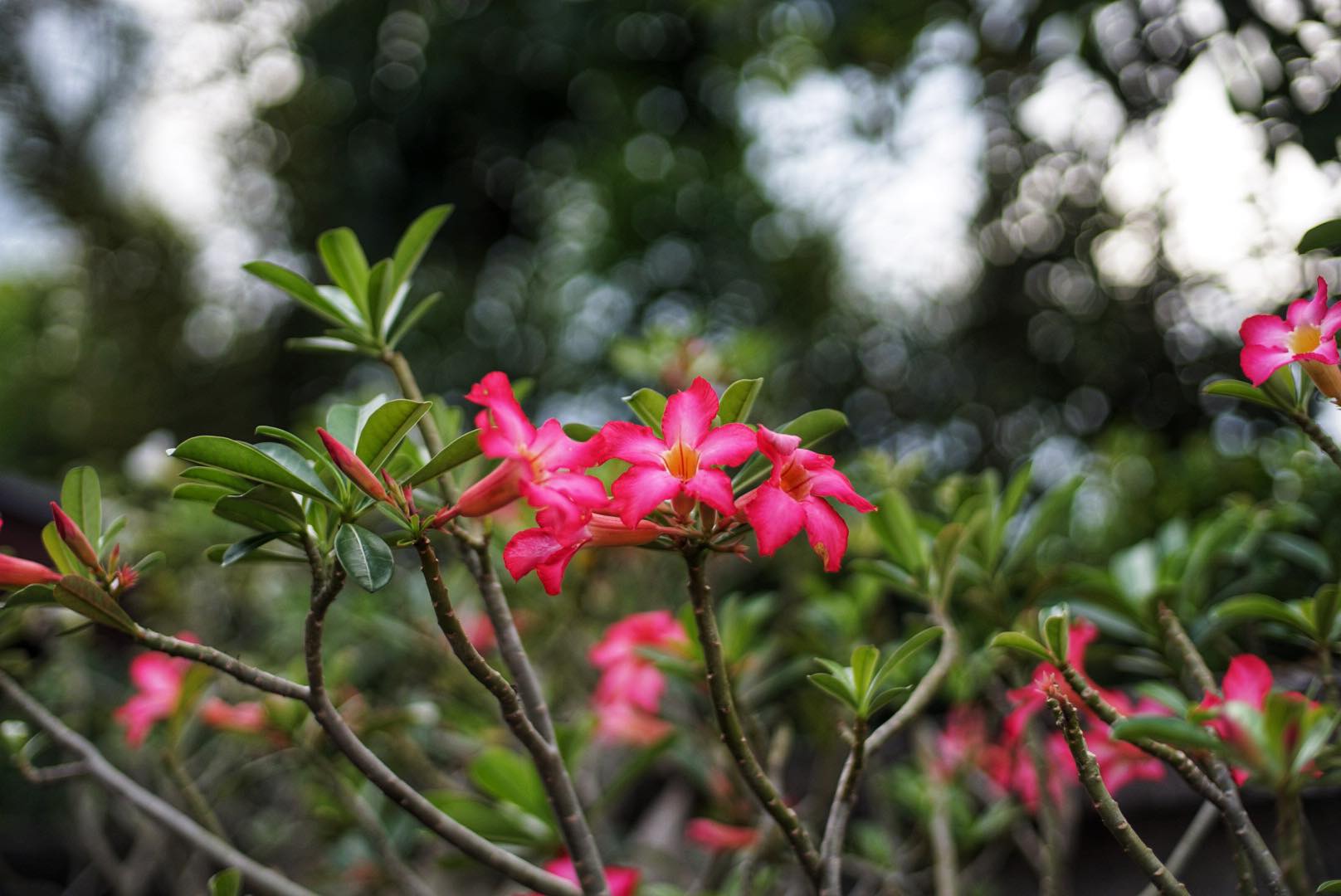 NIKON AF NIKKOR 50MM.F1.4D AIS MOUNT(NO.5)