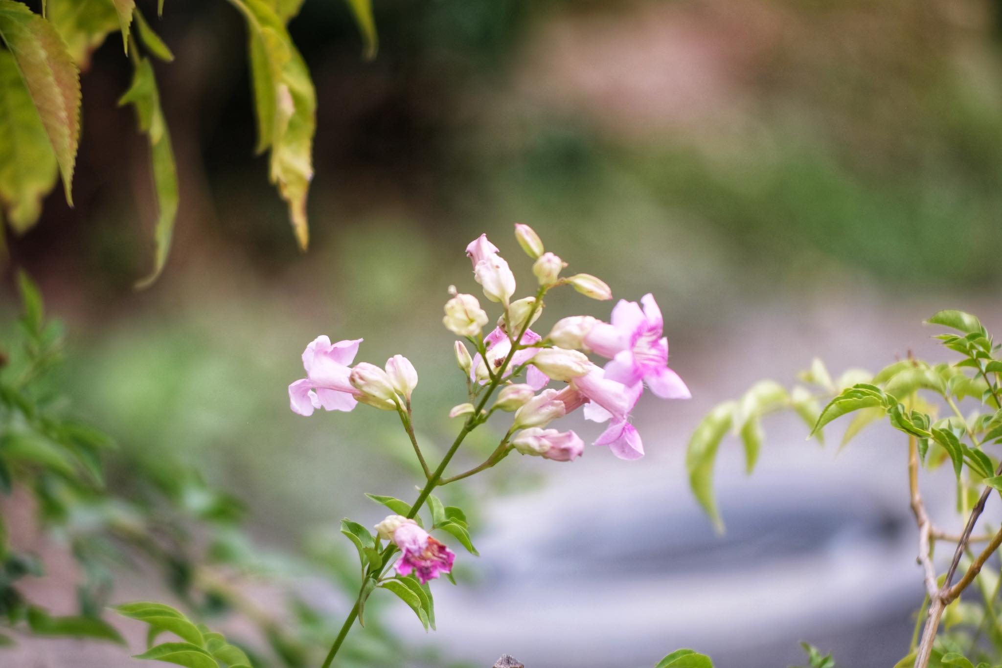 SANKYO KOKI JAPAN KOMURA 105MM.F2.5 NIKON NON AI MOUNT