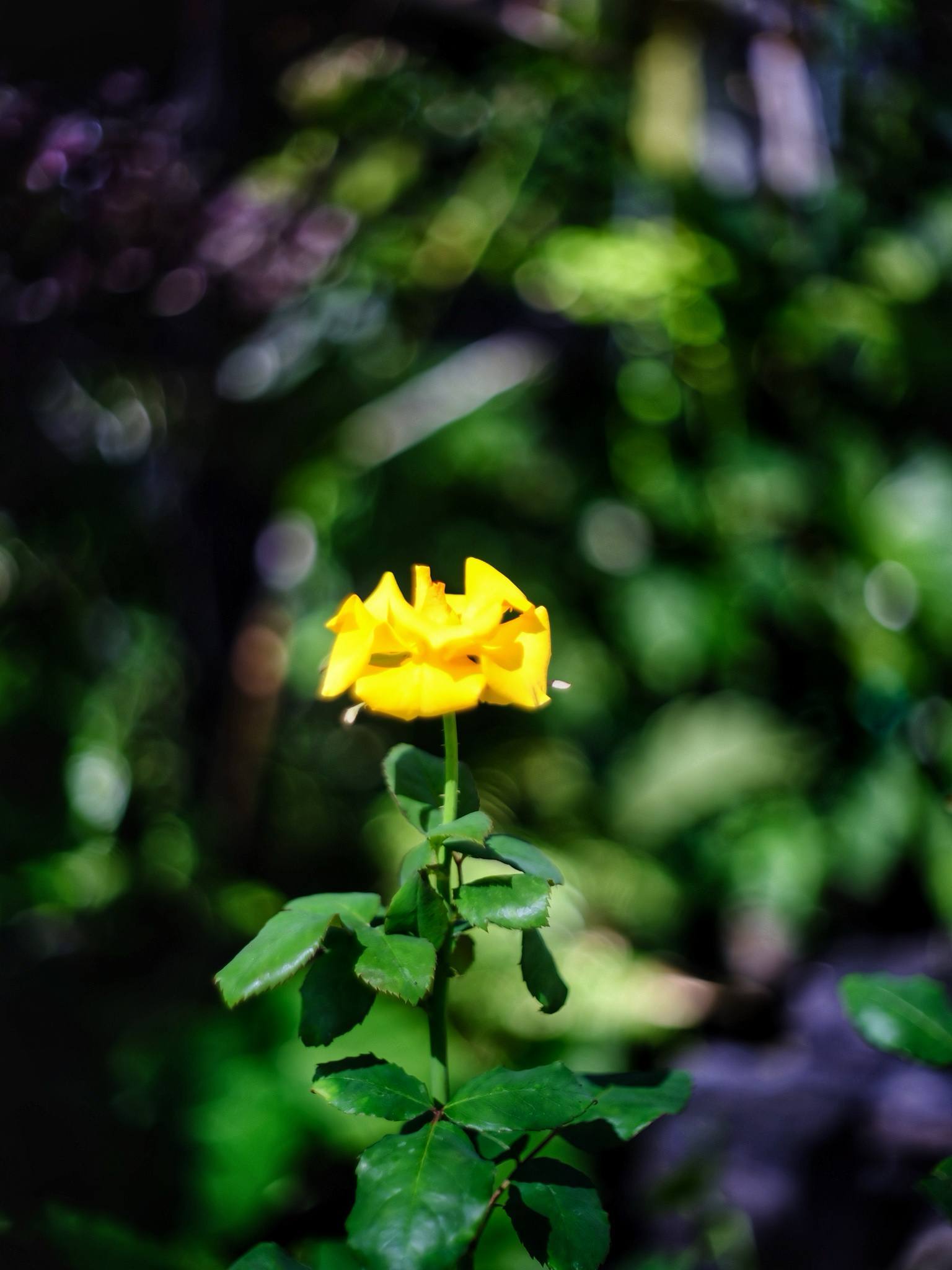 PENTACON AUTO 50MM.F1.8 MULTI COATING M42 MOUNT
