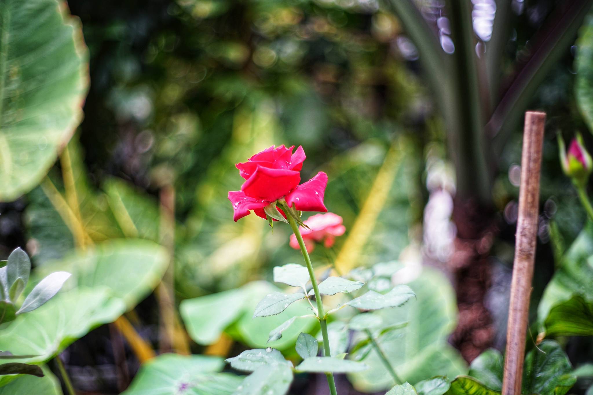 YASHICA YASHINON-DX 32MM.F1.7 MODIFIED SONY E MOUNT