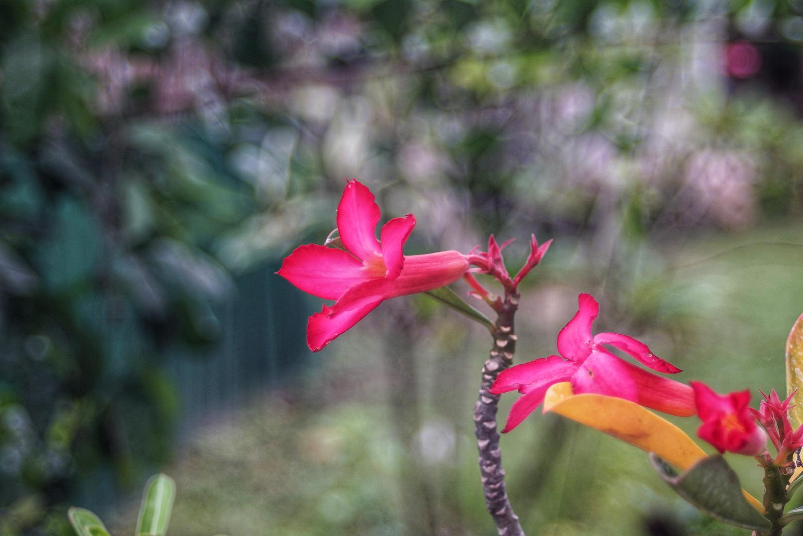 RMC TOKINA II 28-70MM. F3.5-4.5 MACRO NIKON AIS MOUNT