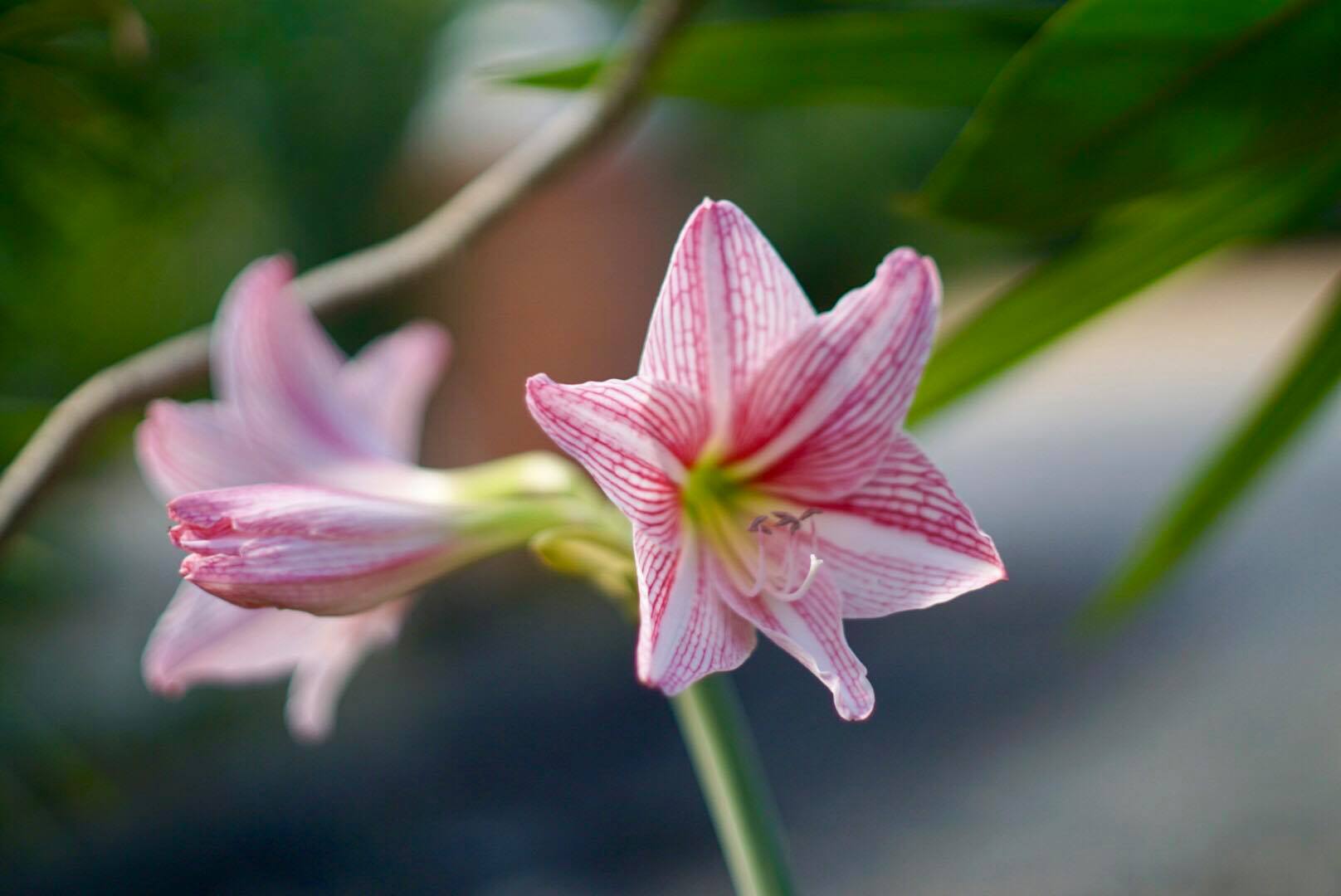 CANON LENS FD 50MM.F1.4 SIVER NOSE