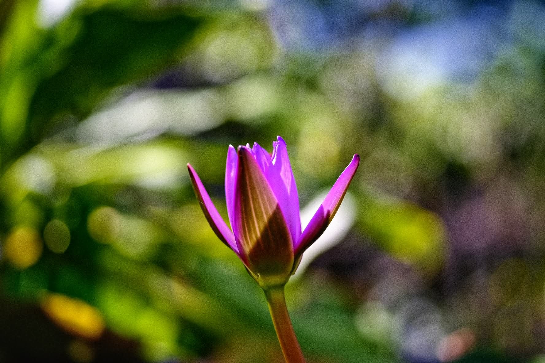 NIKON MICRO-NIKKOR 55MM.F2.8 AIS MOUNT