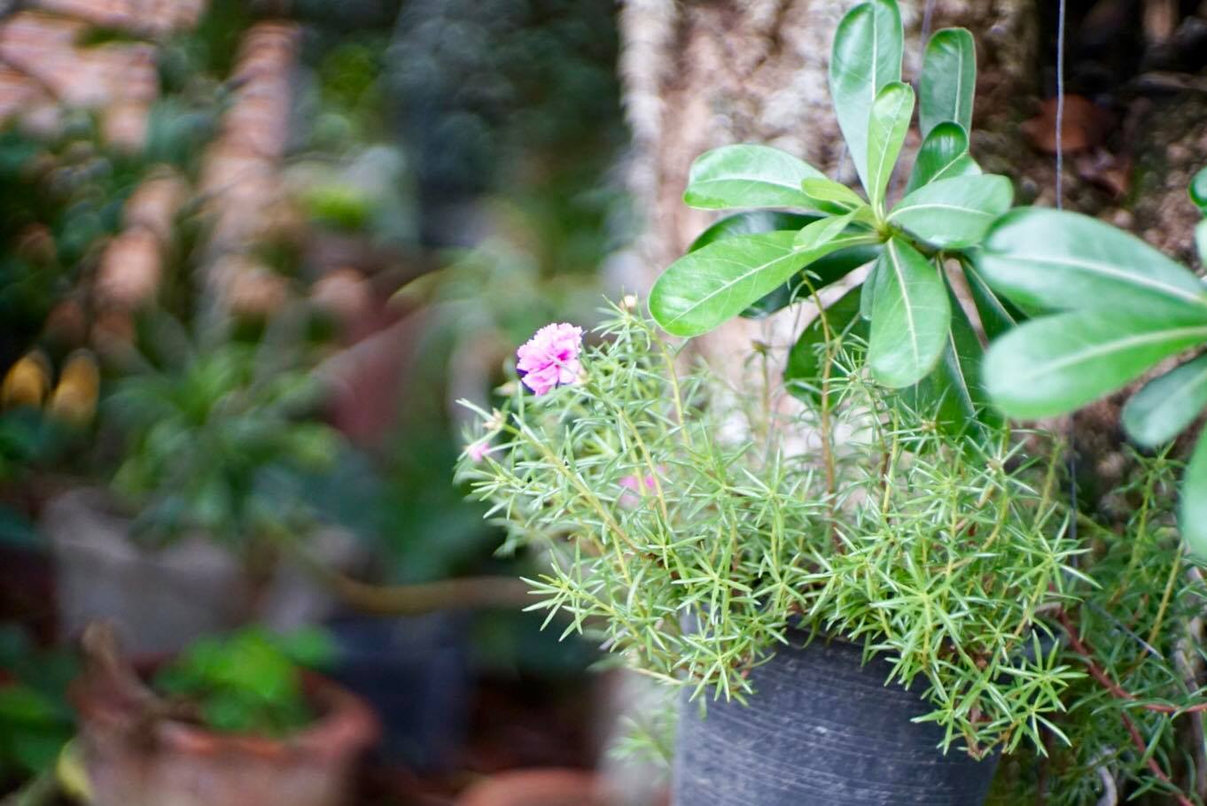CANON LENS 50MM.F1.4 LTM