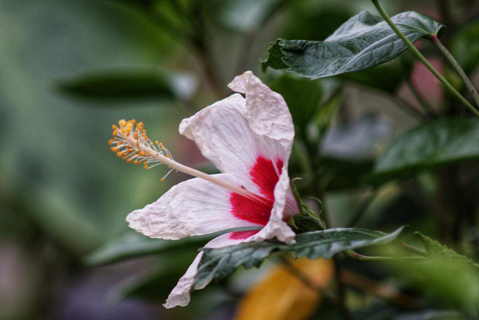 NIKON AF NIKKOR 75-300mm f/4.5-5.6 MACRO AIS MOUNT