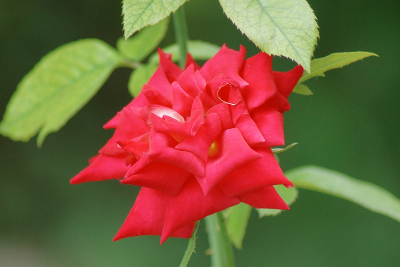 MINOLTA AF 75-300MM.F4.5-5.6 SONY A MOUNT