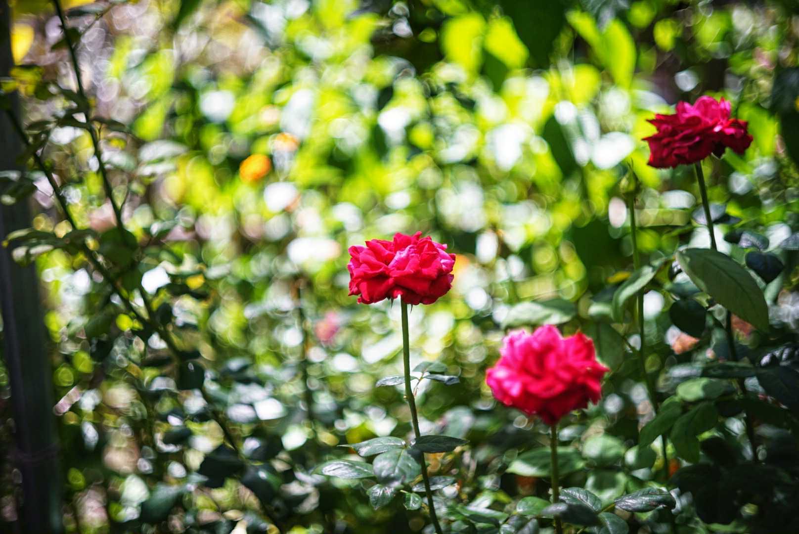 AIRES H CORAL 45MM.F1.9 MODIFIED M39 MOUNT